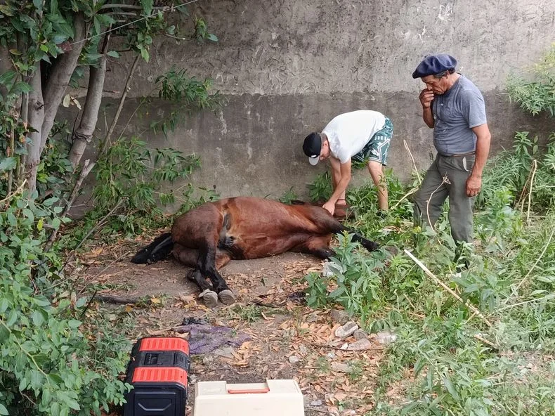El equino fue trasladado tras el accidente