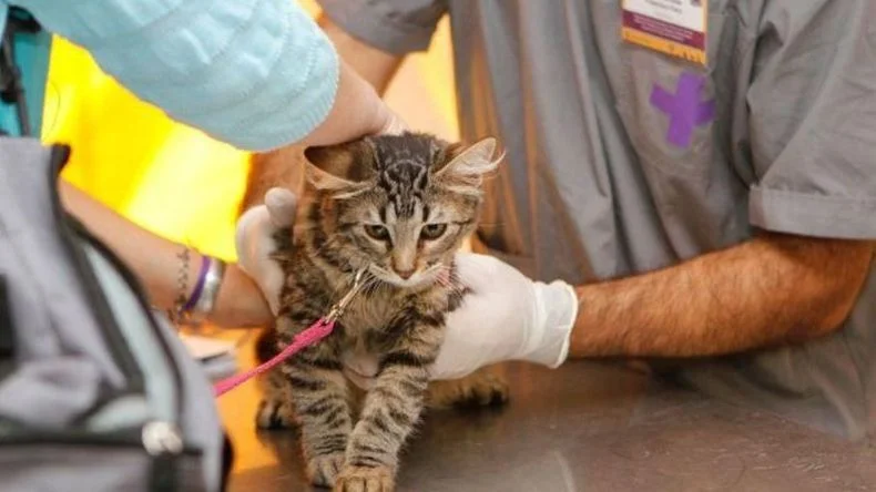 Habrá una posta de vacunación y castración de mascotas en Plaza Belgrano