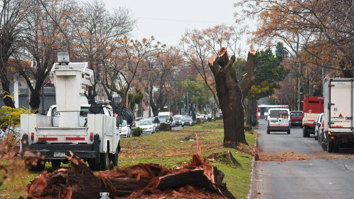 Polémica en La Plata por la tala de árboles centenarios en la obra de Diagonal 74