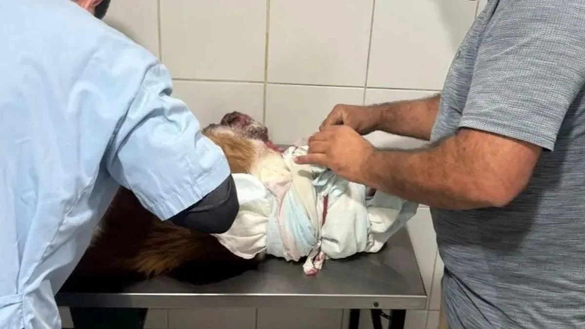 Rescataron a un perro que sufría maltrato animal en Romero
