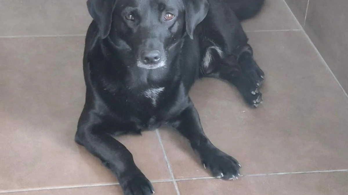 La Plata: hallaron al perro del Cuartel de Bomberos en Los Hornos