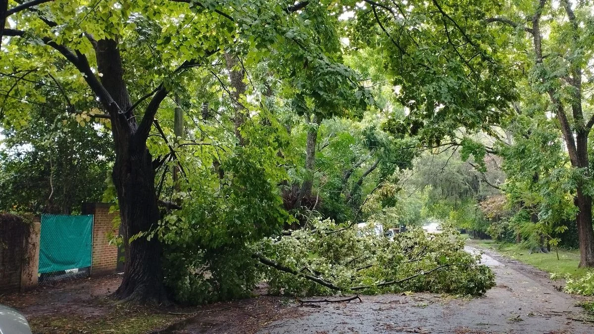 Ramas caídas, sectores sin luz y cese del alerta en La Plata tras la tormenta