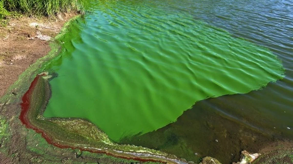 Comienzan a incrementarse alertas por cianobacterias en la Provincia