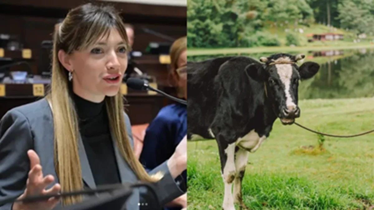 Legislatura: diputada quiere cobrar impuesto a los gases de las vacas