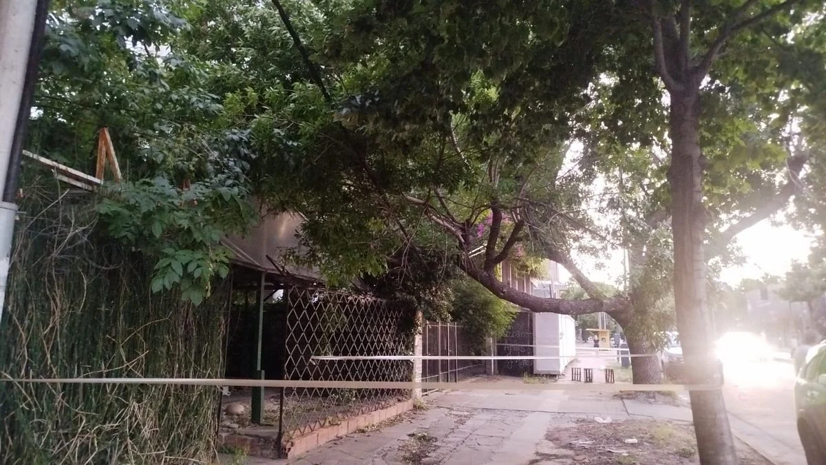 EDELAP en la mira: una rama causó un apagón que afectó a cientos de vecinos