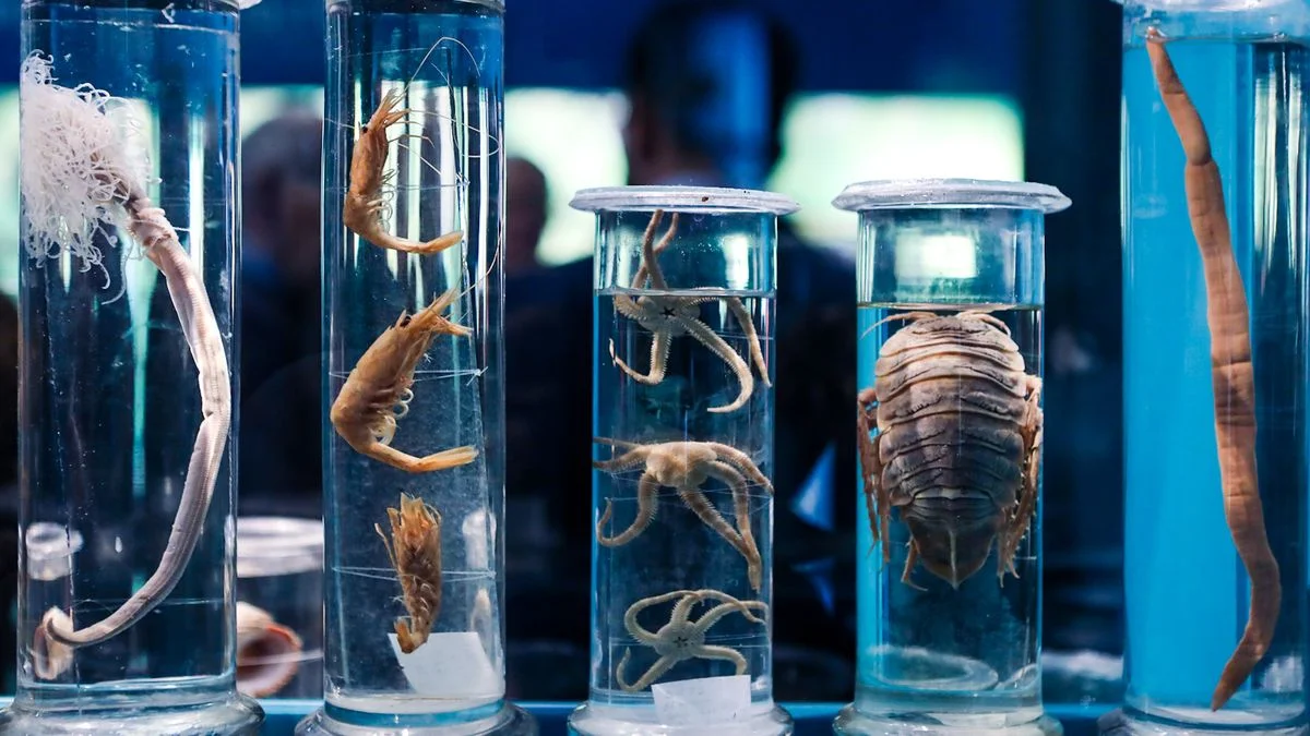 El Museo de La Plata inauguró una sala dedicada a los invertebrados