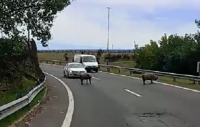 El hecho ocurrió en la bajada de la Autopista Buenos Aires - La Plata