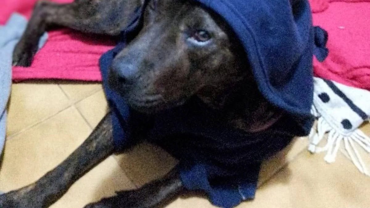 Infierno en Los Hornos: ¿cómo siguen los perros sobrevivientes?