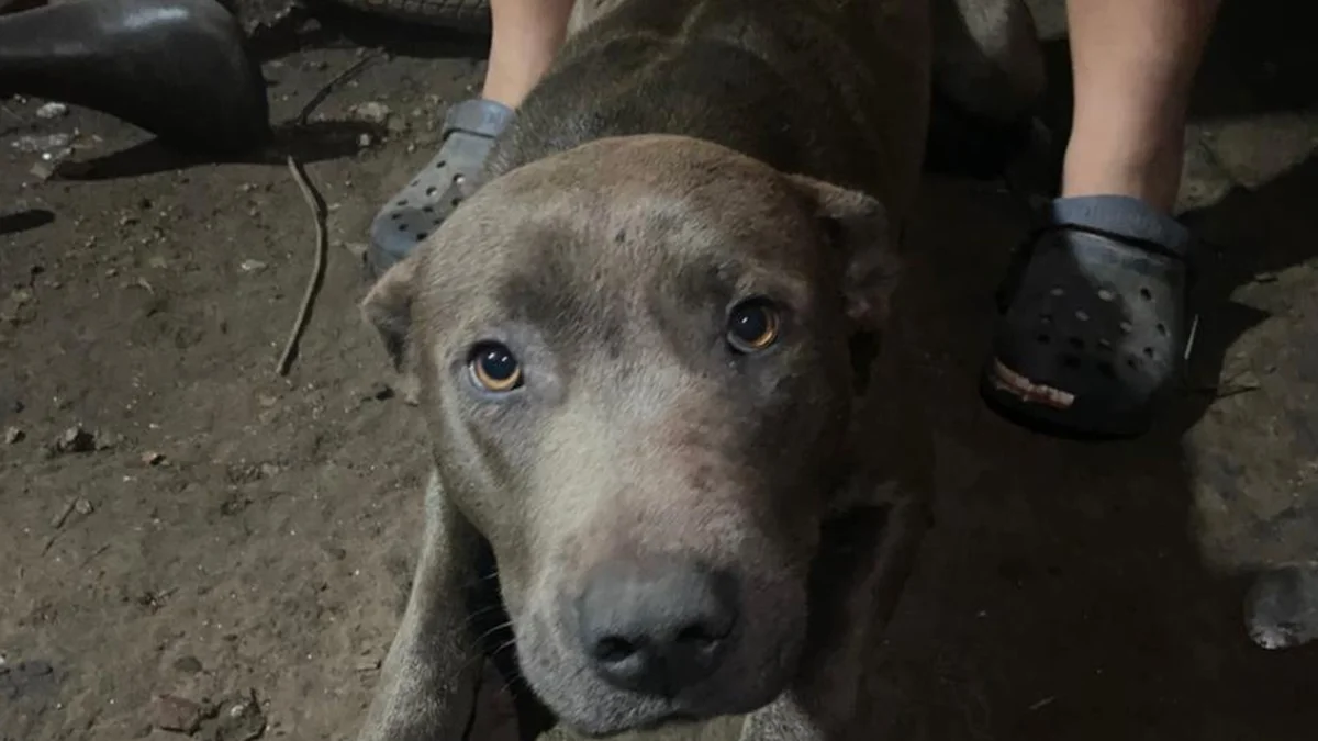 Dolor por el niño que apareció muerto en La Plata: "Los perros siempre mordían"