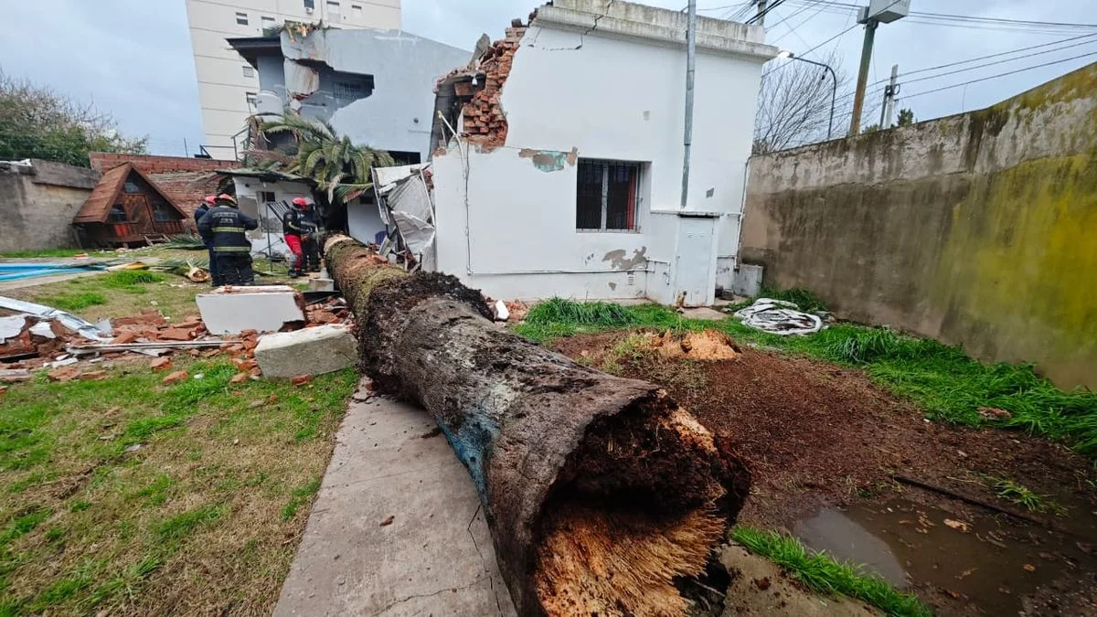 Una palmera cayó y destrozó una casa en La Plata