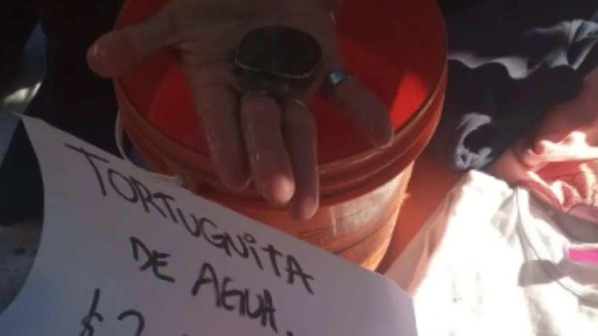 Parque Saavedra: rescatan tortugas de agua vendidas ilegalmente en La Plata