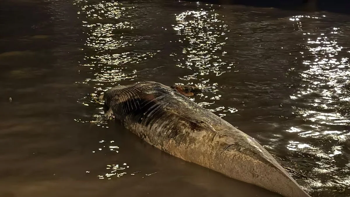 Hallan otra ballena muerta en las costas del Río de la Plata
