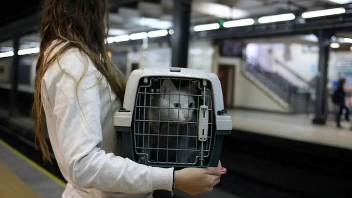 Se podrá viajar con mascotas en micros y trenes de larga distancia