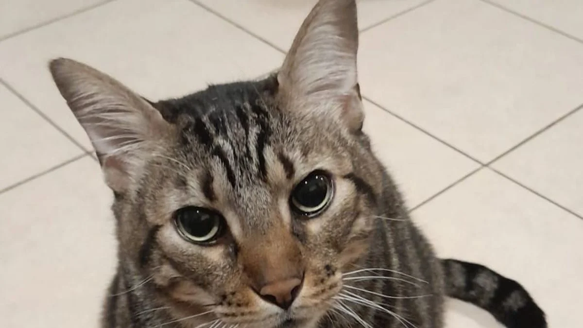 Una familia platense lanzó una rifa para pagar la operación de su gato
