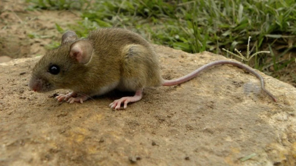 La Plata encabeza la cantidad de casos de hantavirus que hubo en la Provincia