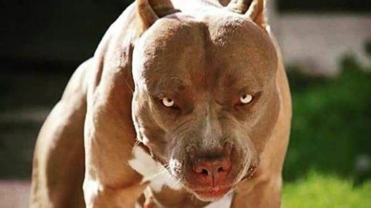 Un joven quiso salvar a su mascota de un pitbull y terminó con un dedo amputado
