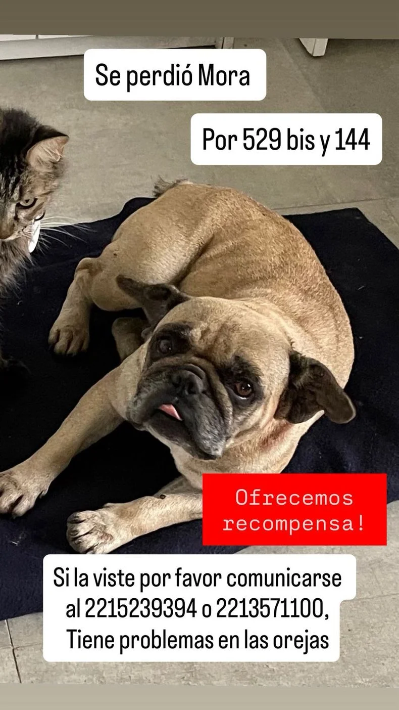 Mora se perdi&oacute; el &uacute;ltimo domingo en San Carlos