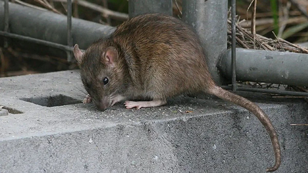 La Plata lidera los casos de hantavirus en la provincia de Buenos Aires