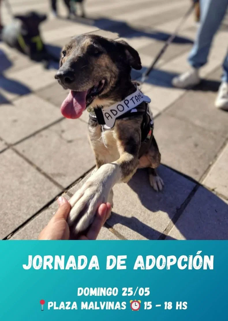 Rescatistas de La Plata celebrar&aacute;n en Plaza Islas Malvinas una nueva jornada de adopci&oacute;n responsable