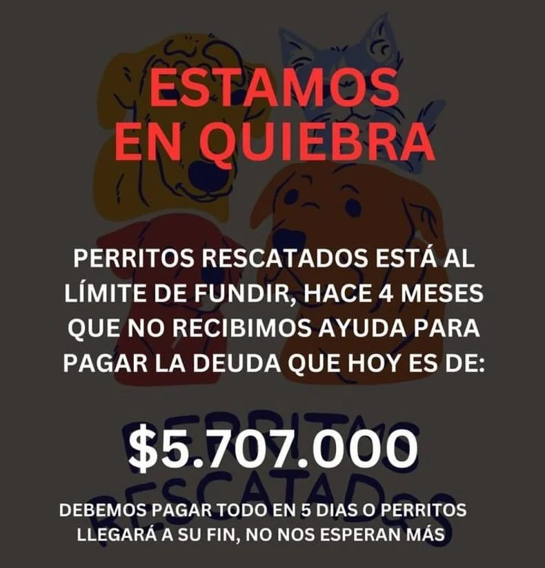 Piden ayuda para afrontar sus gastos. Rescatan perros en La Plata, Berisso y Ensenada
