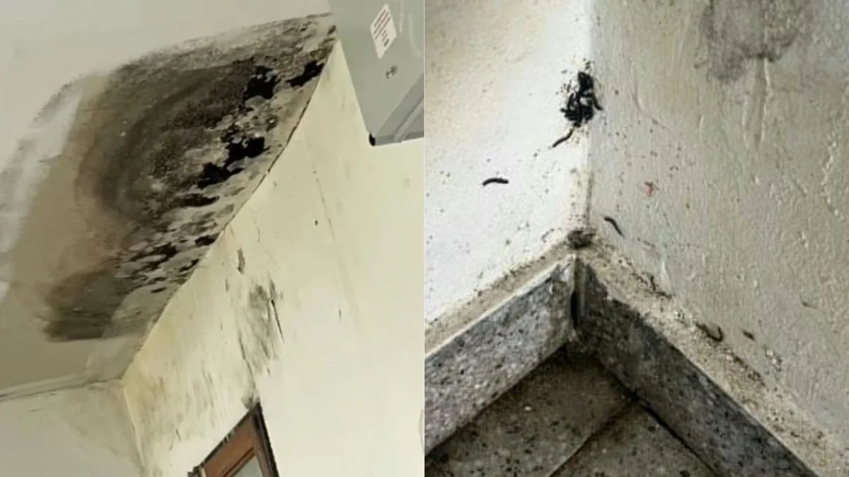 Alumnos y padres de una escuela de Punta Lara exigen mejoras edilicias: "Ya no se puede más"