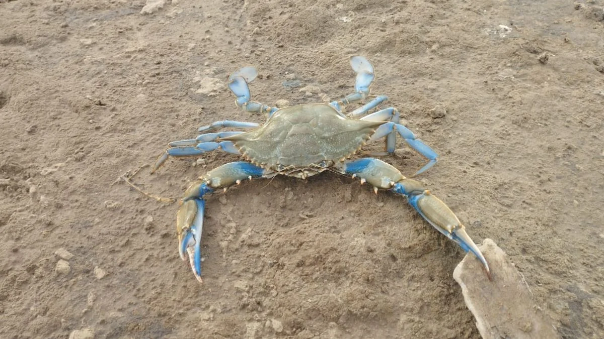 Cangrejo Azul en Punta Lara: una especie que causa dolor de cabeza a los pescadores