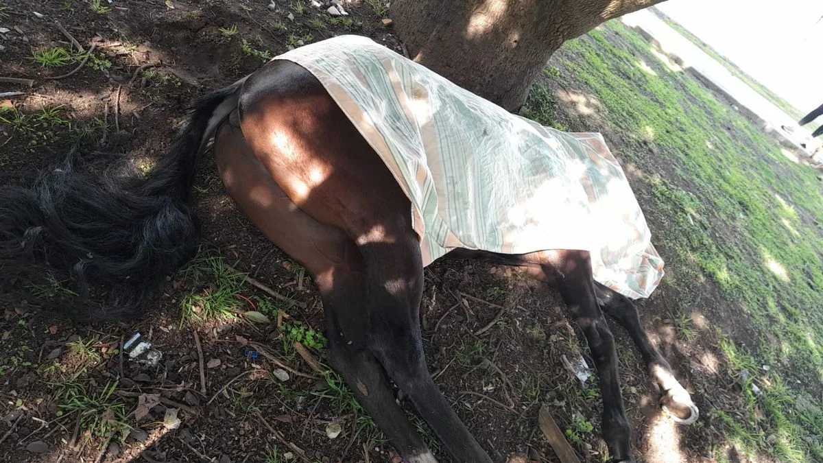 Accidente en La Plata: un caballo murió y su cuidador quedó internado
