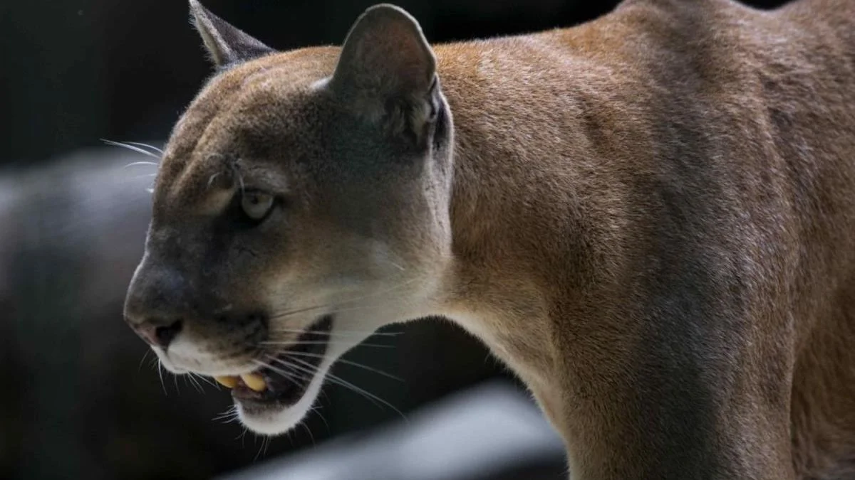Un puma generó pánico tras ser avistado cerca del Parque Pereyra Iraola