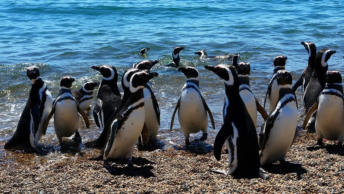 Se viene un nuevo streaming del Conicet con los pingüinos de la Patagonia