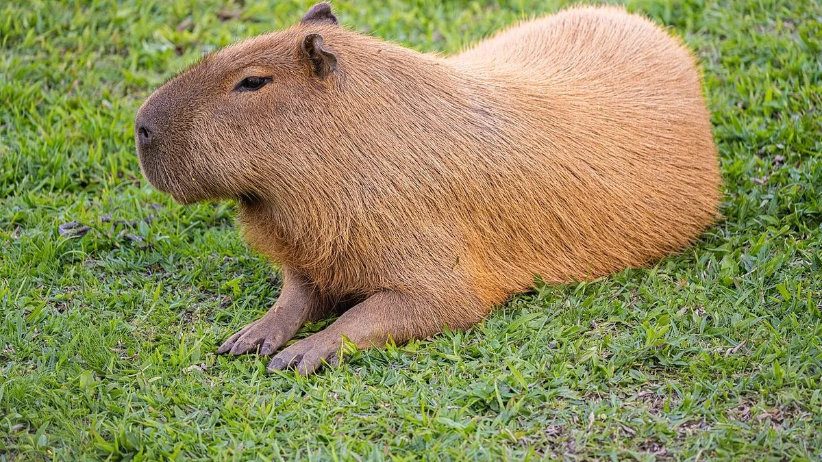 Buscan a Poroto, un carpincho que se perdió en Punta Lara