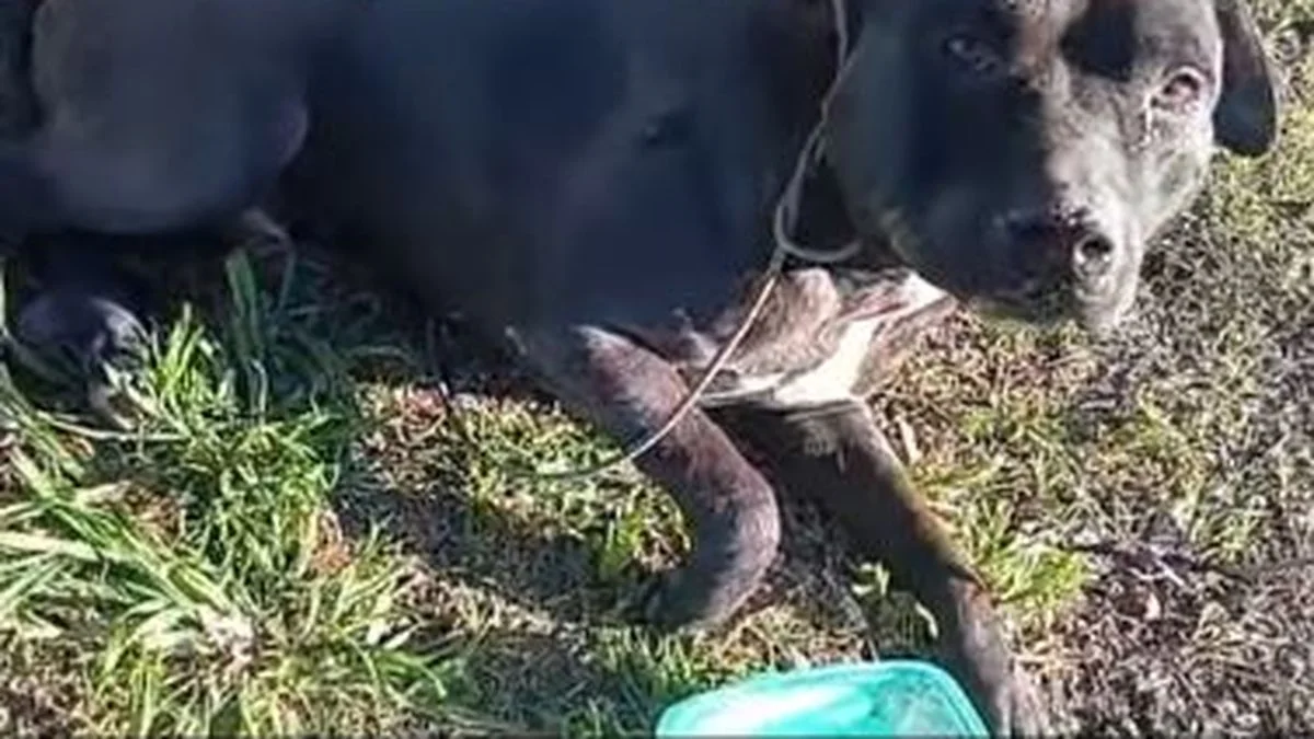 Ató a un perro a su auto y lo arrastró varias cuadras en Los Hornos