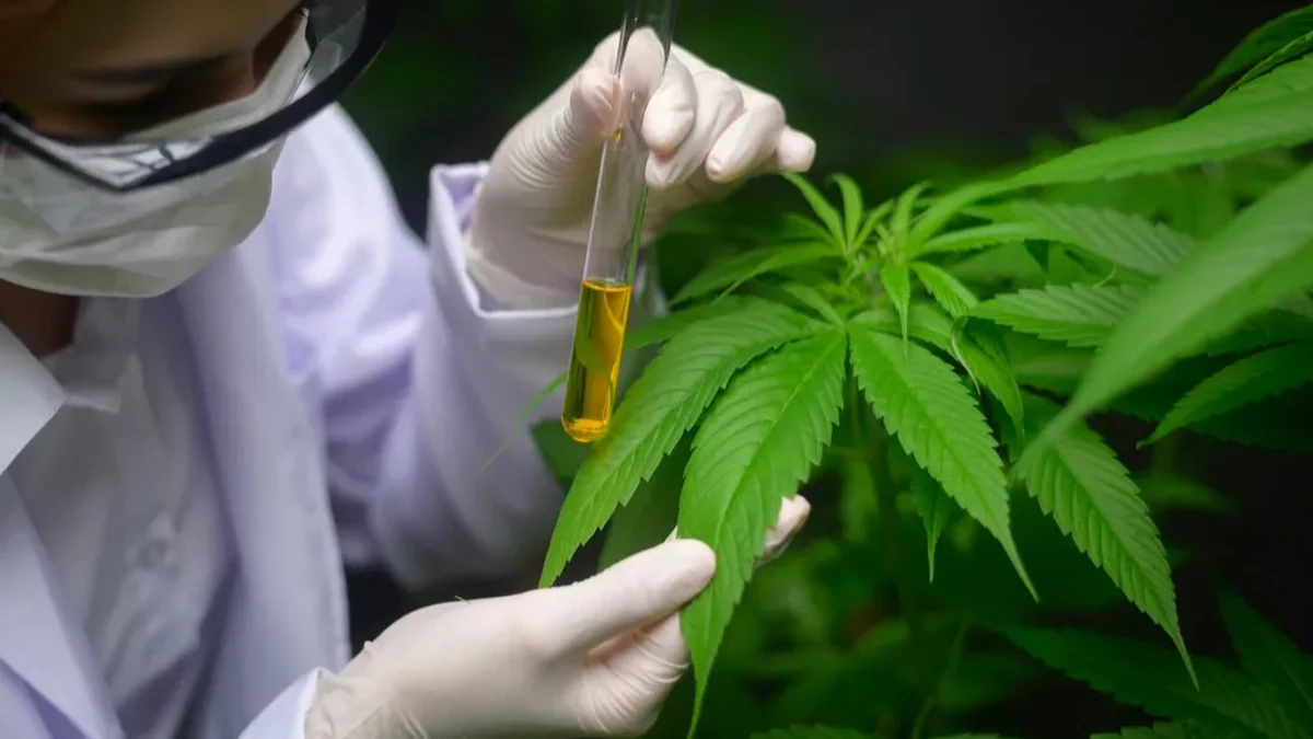 La Provincia lanzó un programa de cannabis terapéutico