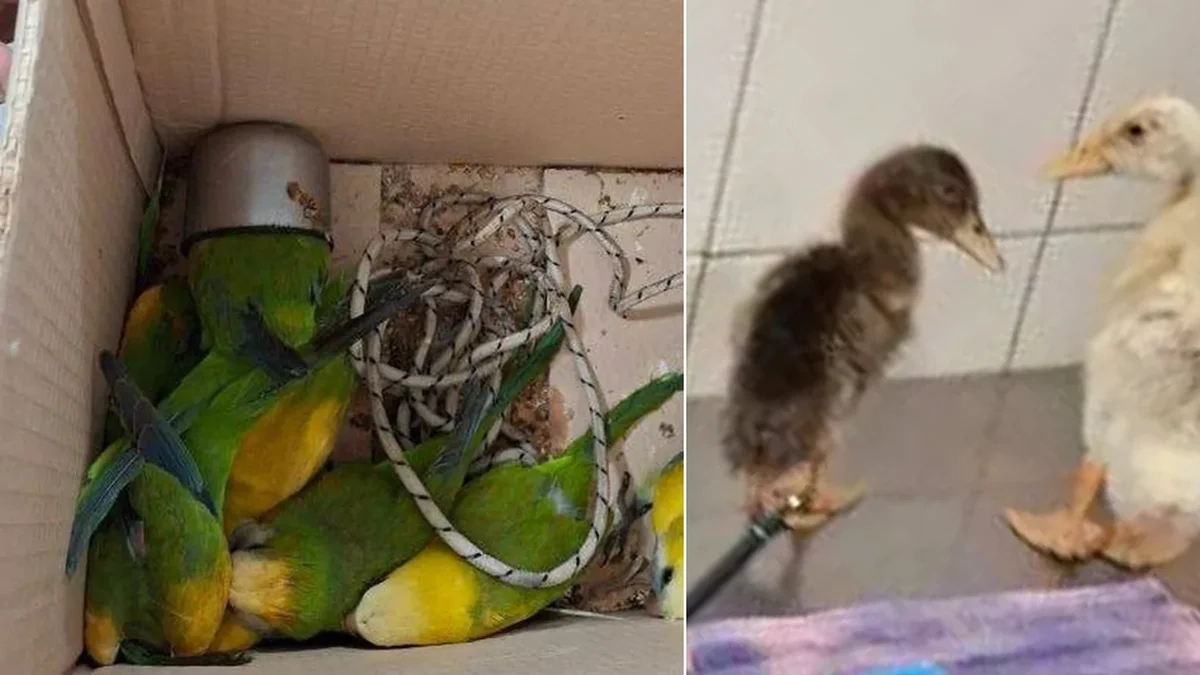 Desbarataron una banda que vendía animales silvestres en La Plata