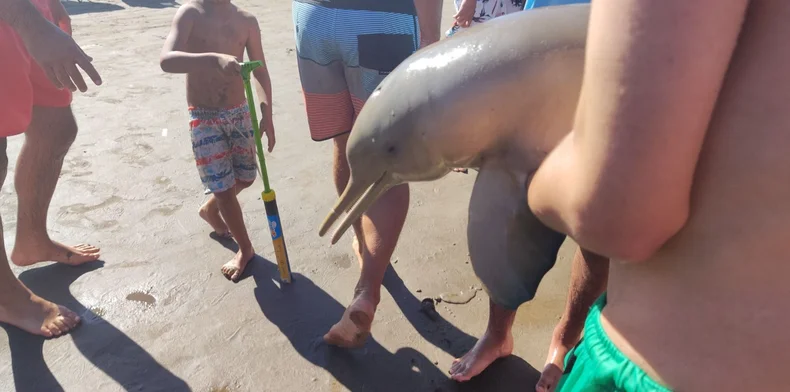 Turistas en la costa bonaerense sacaron un delfín del agua y murió