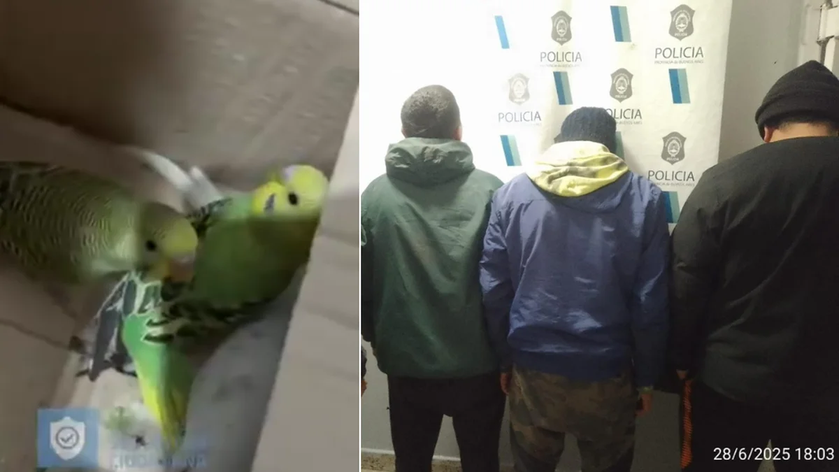 Con pajaros, pollitos y un conejo, cayeron tres sujetos en Berisso