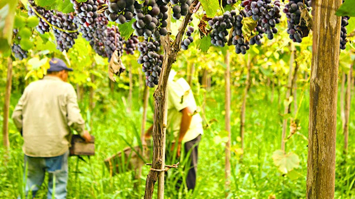 Vino de la Costa: harán un tour fotográfico en los viñedos de Berisso