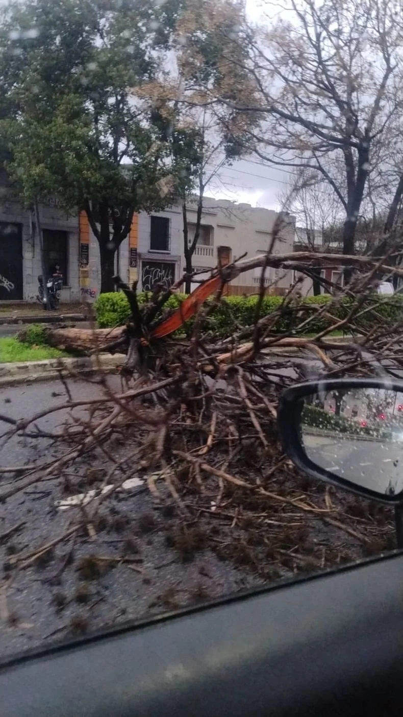 As&iacute; qued&oacute; un &aacute;rbol en el centro de La Plata