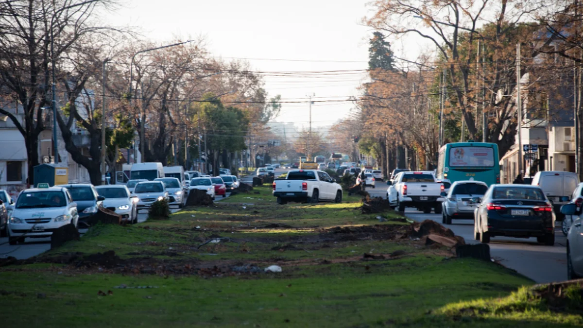 Debate verde en La Plata, los árboles bajo la lupa ciudadana