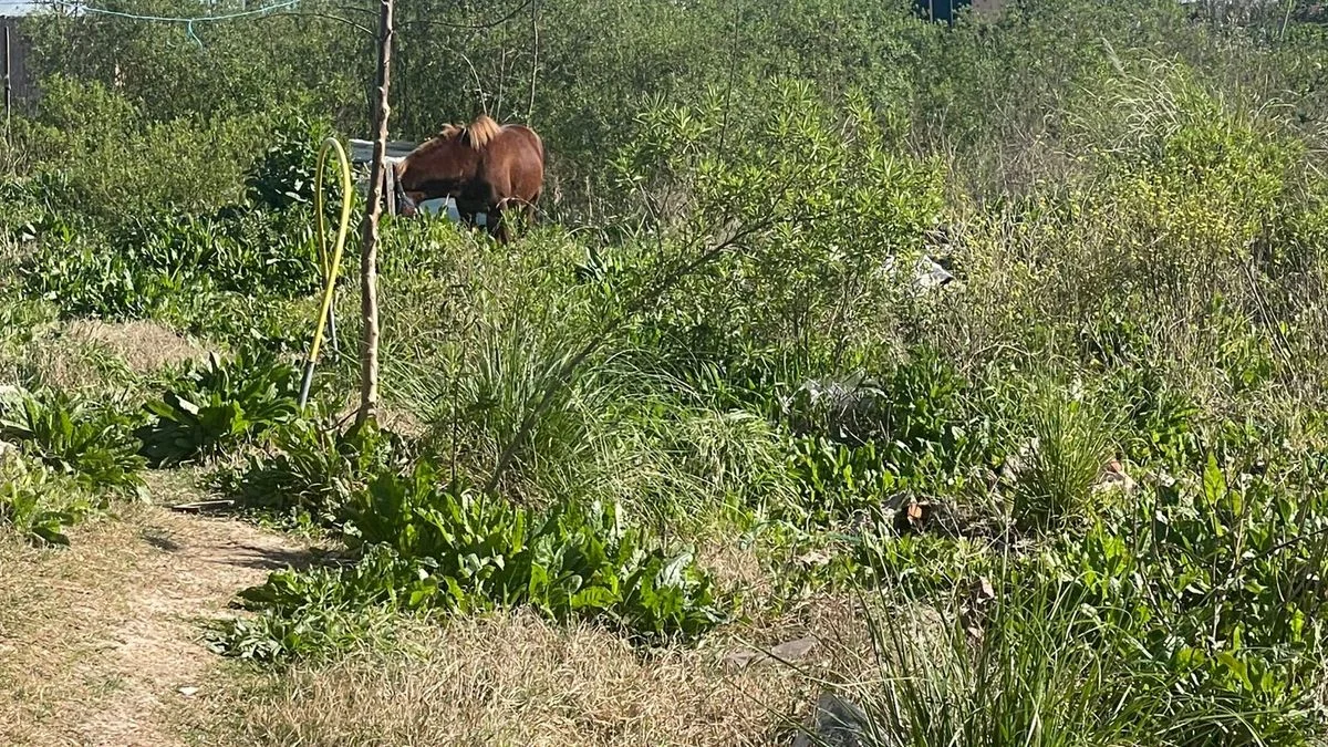 Un caballo pateó y dejó internado a un nene en Altos de San Lorenzo