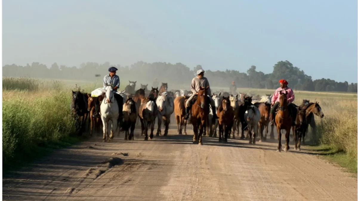 Emoción en la provincia de Buenos Aires:133 caballos peregrinan hacia su salvación