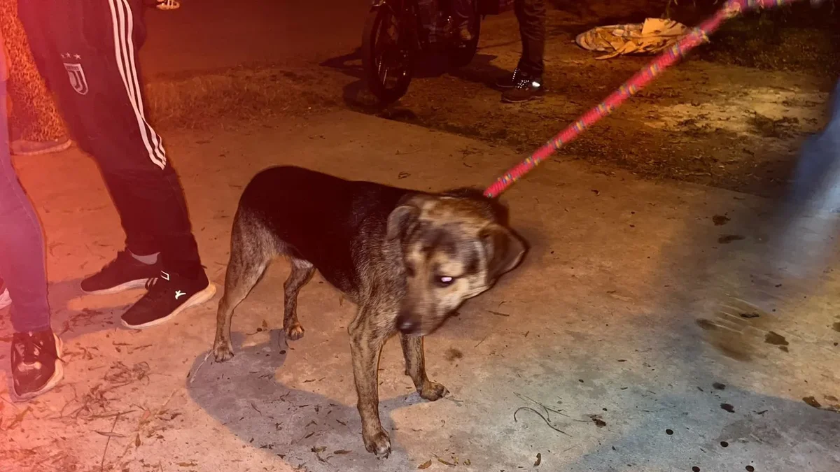 Macabro hallazgo en Los Hornos: rescataron a más de 15 animales en estado crítico