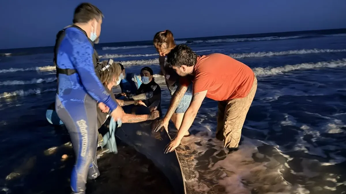 Uno de los cetáceos más raros del mundo apareció en la Costa Bonaerense