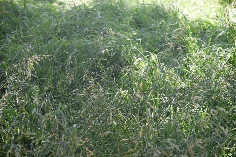 "El pasto te llega m&iacute;nimo a la rodilla", denuncian los vecinos