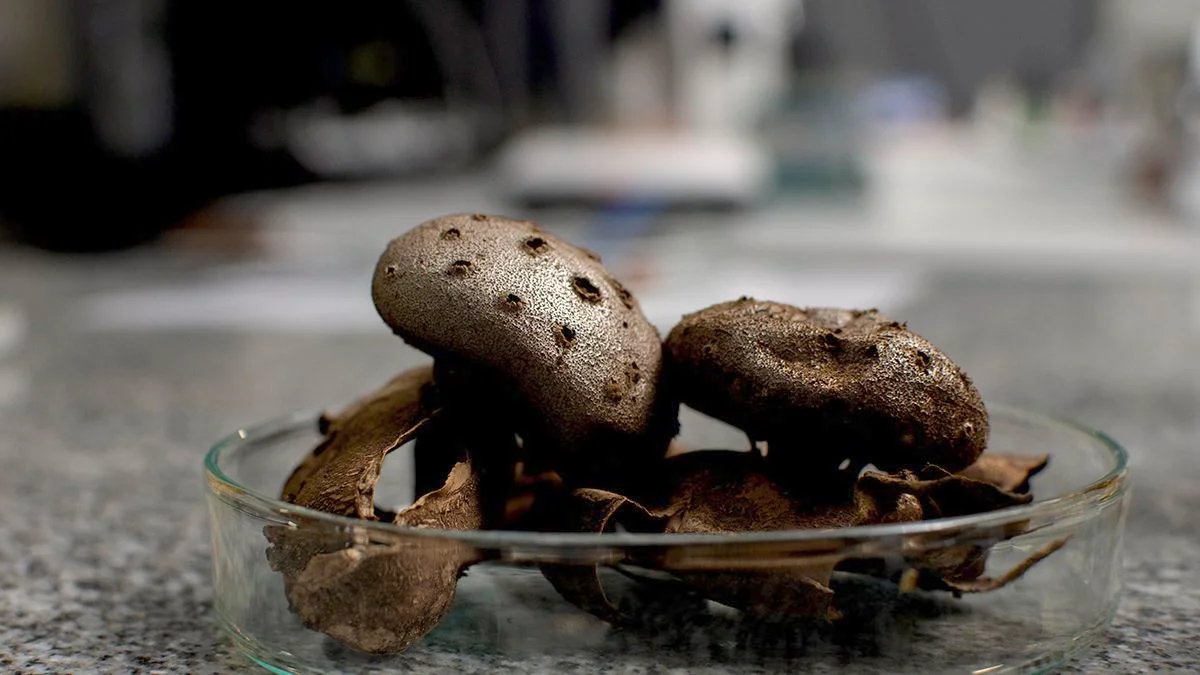 ¿Comer hongos es saludable? El superalimento del que la UNLP pide precaución