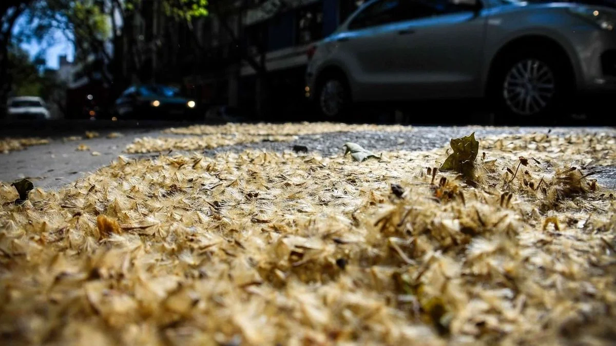 Buscan prohibir la plantación de plátanos en La Plata