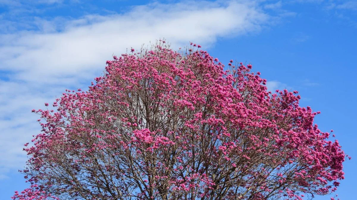Miércoles con sol y tintes veraniegos en La Plata