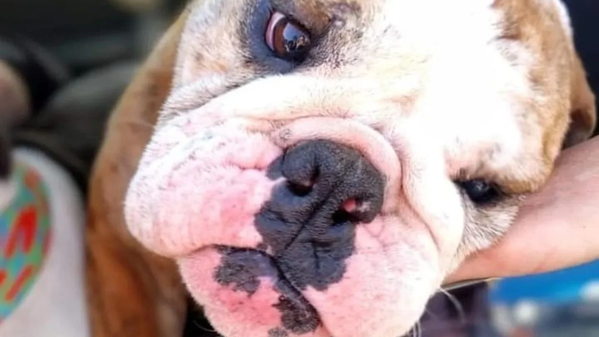 La Fiscalía de Maltrato Animal de La Plata realizó su primera detención