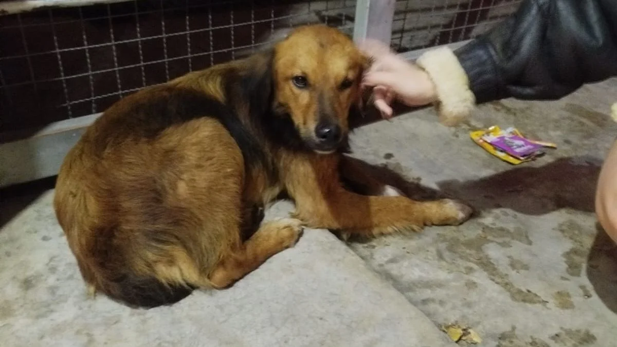 Vecinos de Barrio Norte de La Plata piden ayuda para salvar a una cachorra herida