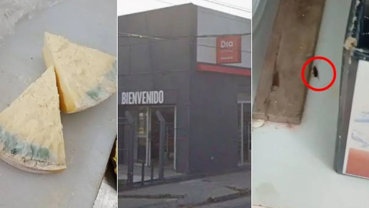 Cucarachas y quesos podridos: graves denuncias contra supermercado DIA en La Plata
