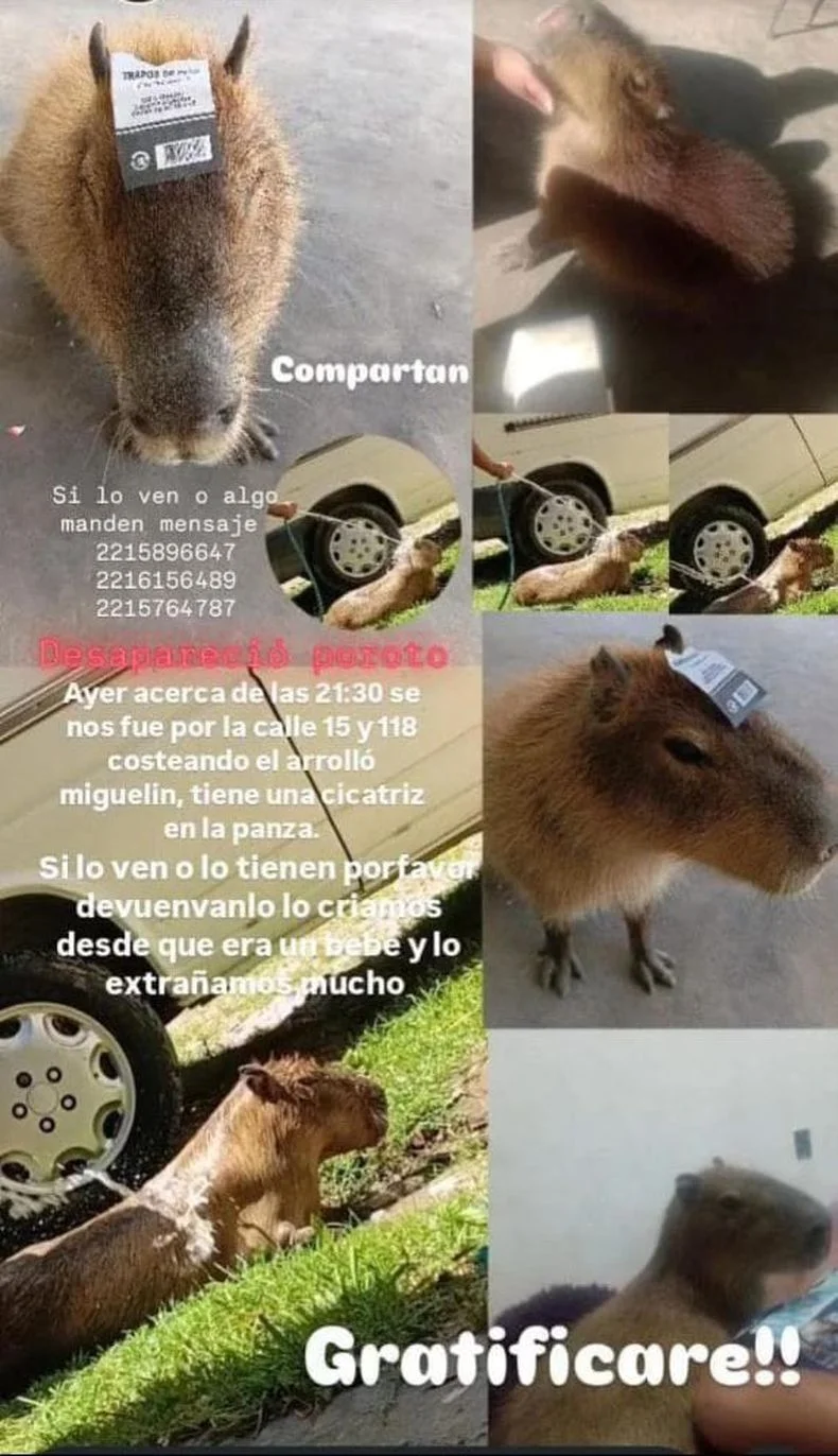 La familia del carpincho afirm&oacute; una gratificaci&oacute;n para quien aporte datos.